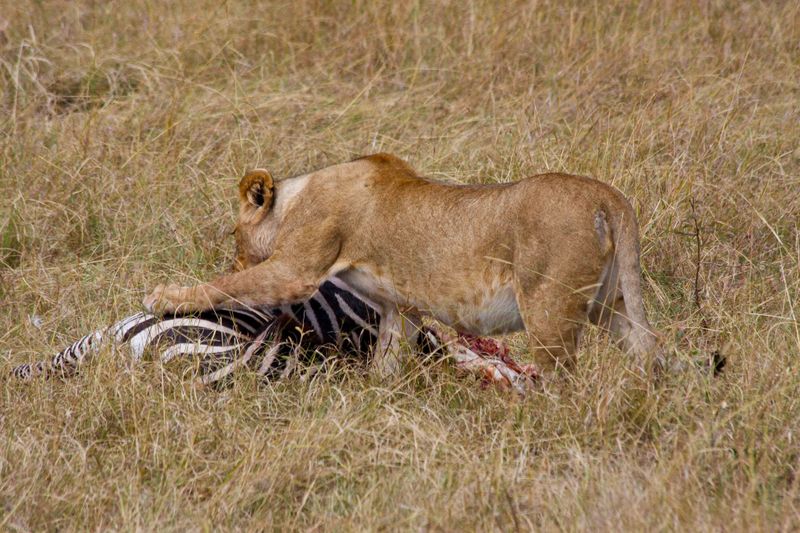 Moving through Masai Mara, Kenya | World Effect Blog